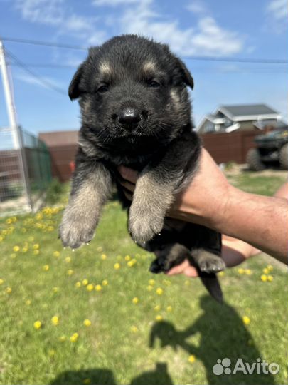 Щенки восточноевропейской овчарки