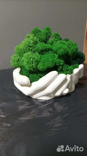 Мох и растения в кашпо руки