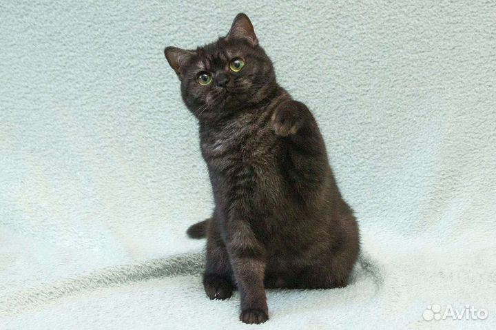 Бесплатно, чёрный дым, Шотландская котодевочка