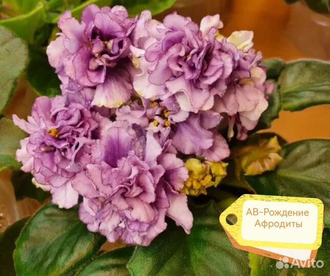 Фиалки сортовые. Пенопластовые шарики