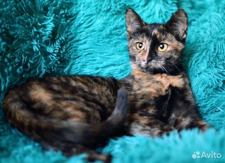 Котенок Мишель в добрые руки