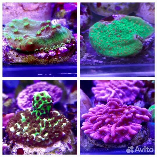 Кораллы, креветки, рыбы, улитки в морской аквариум