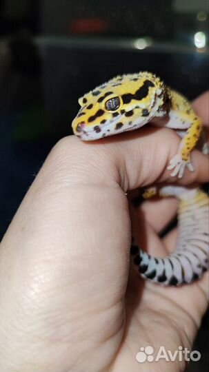 Бананоеды, Агамы, Эублефары