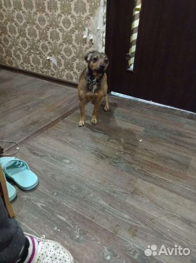 Маленькая собачка