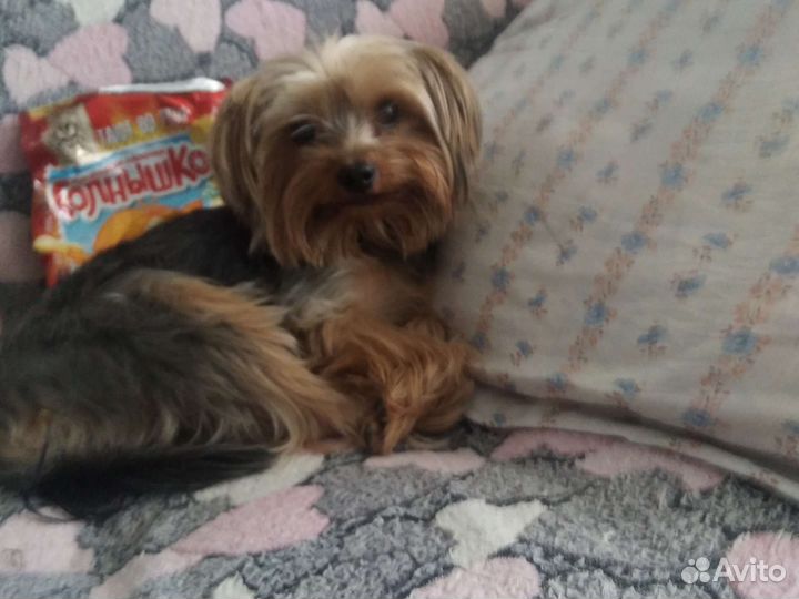 Йоркширский терьер мини