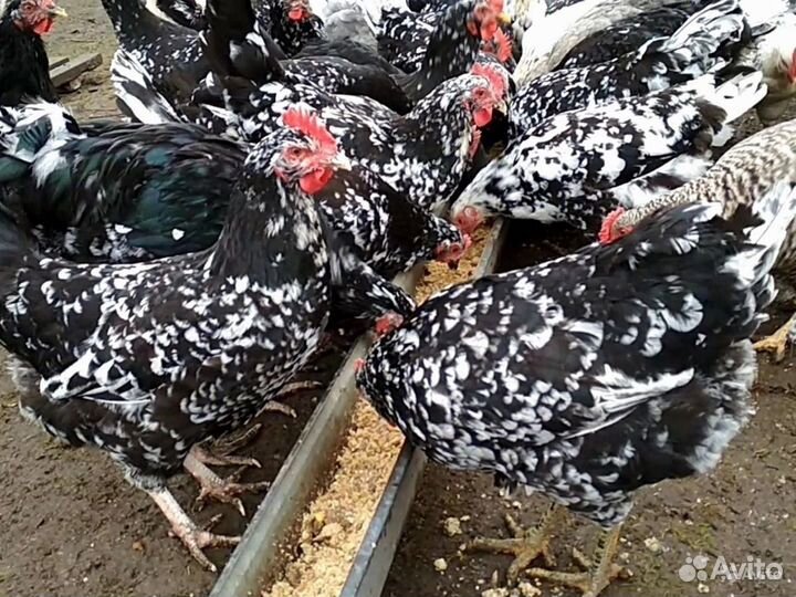 Плимутрок, Австралорп суточные цыплята