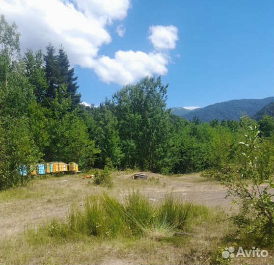 Мёд каштановый