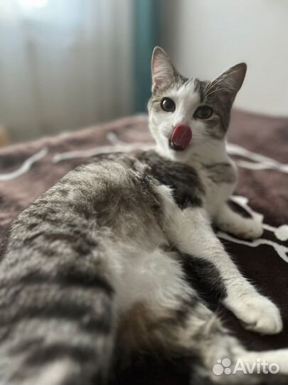 Красивая Тара ищет дом