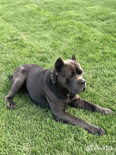 Кане Корсо вязка