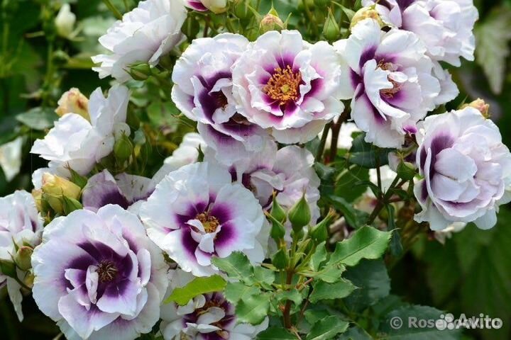 Роза Еyes for you/ Айс фо ю