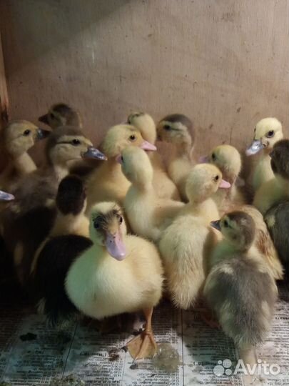 Яйцо индоутки