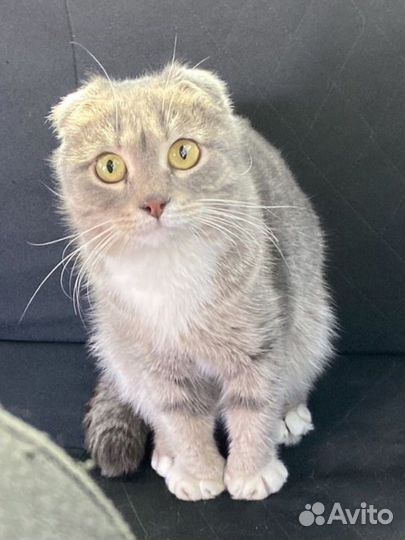 Потерялась моя кошка