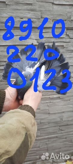 Голуби Николаевские и Донецкого направления