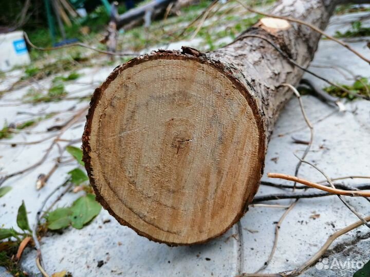 Спилы дерева ивы, для творчества, рукоделия