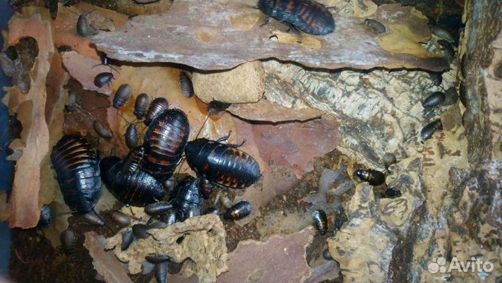 Кормовые тараканы, паук, эублефар, муравьи