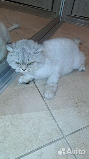 Кошка в дар бесплатно