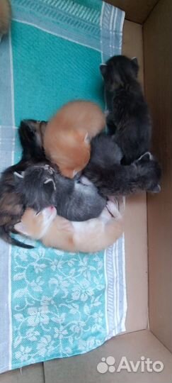 Британские котята мышеловки