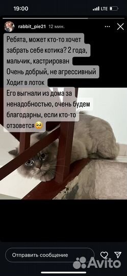 Котик в добрые руки