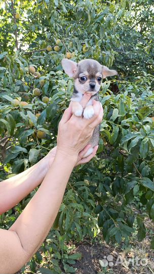 Девочки красотки