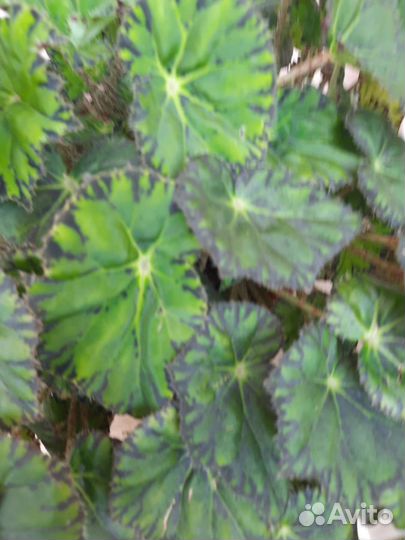 Бегония ампельная