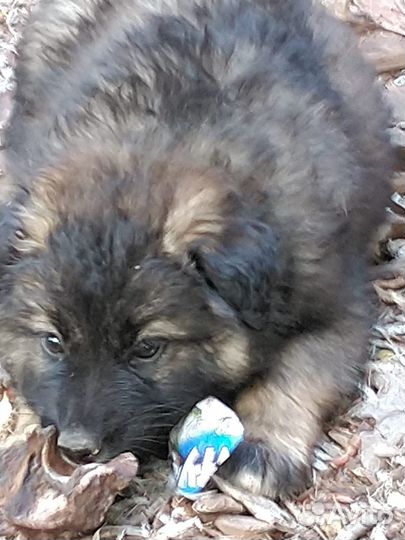 Щенок на охрану с хорошим уходом