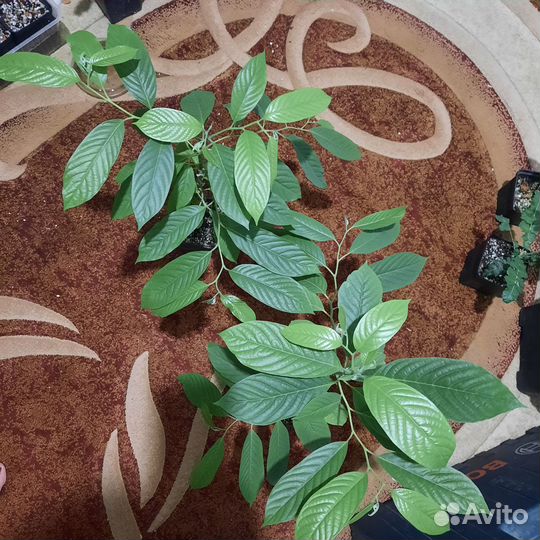 Иланг-иланг (Cananga odorata)