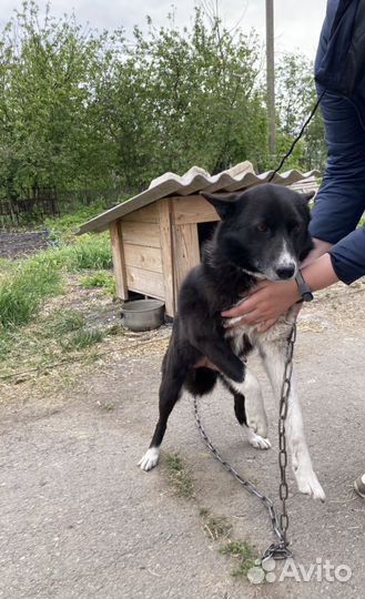 Щенки лайки в дар