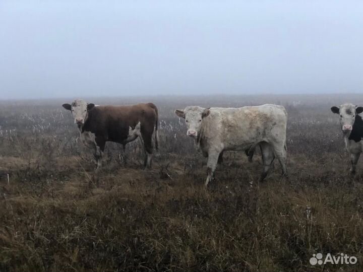 Бычки и телята