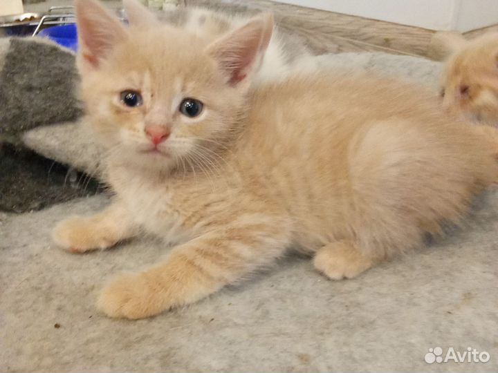 Кошка в дар бесплатно