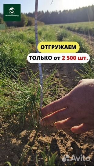 Саженцы сосны обыкновенной окс от производителя