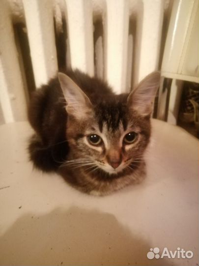 Кот Гоша 2 месяца
