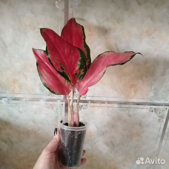 Аглаонема Кочин Оранж