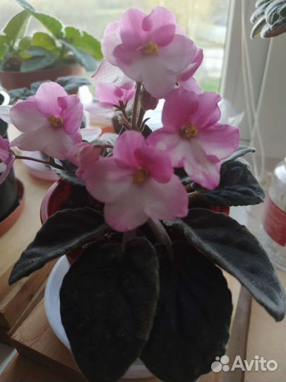 Фиалки и глоксиния цветущие