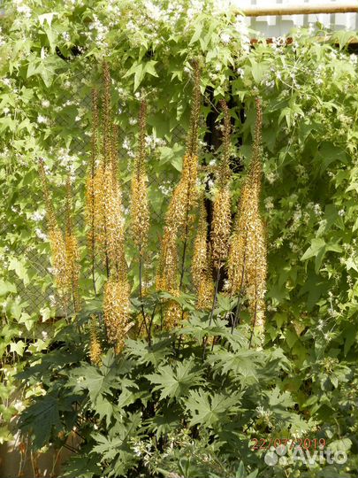 Бадан, синюха, бузульник, тысячелистник