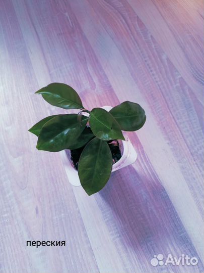 Комнатные растения