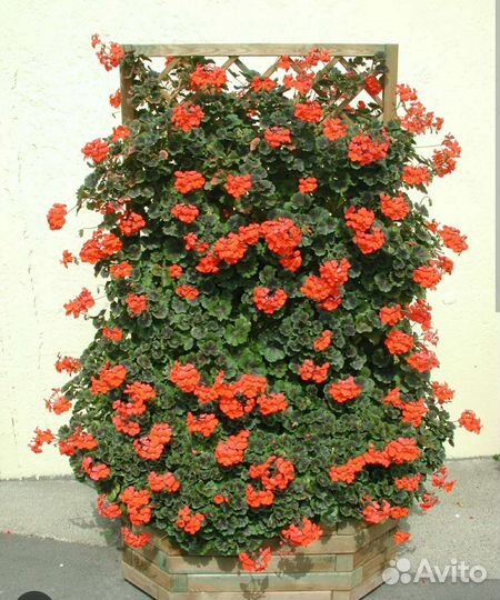 Пеларгонии каскадные, розебудные,зональные
