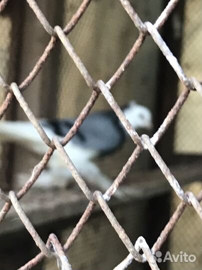 Голубь северокавказские