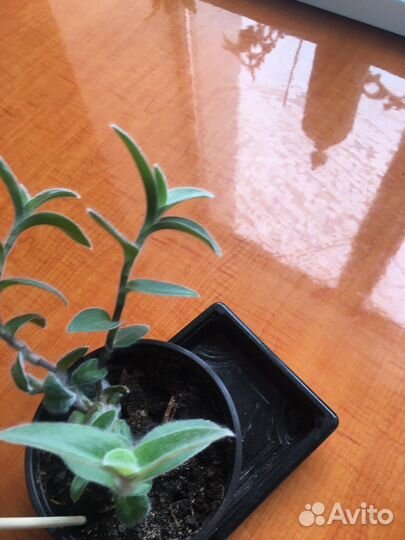 Традесканция пушистая (силламонтана)