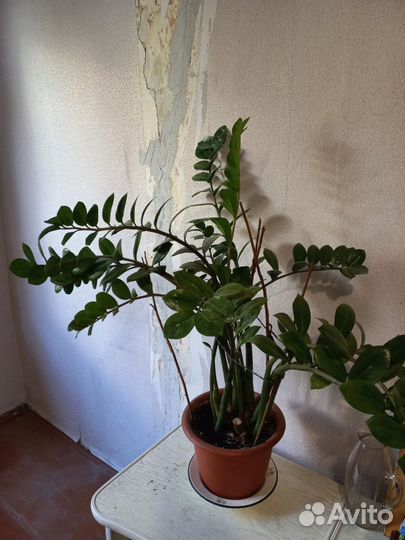 Замиокулькас