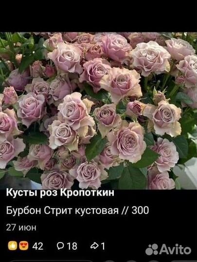 Кусты роз