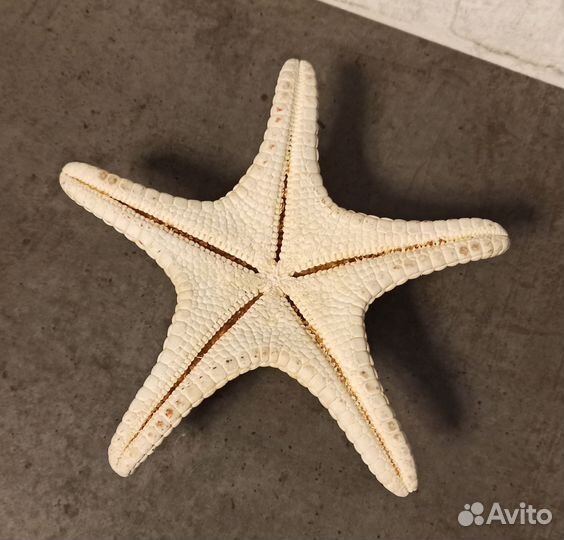 Морские ракушки раковины звезда
