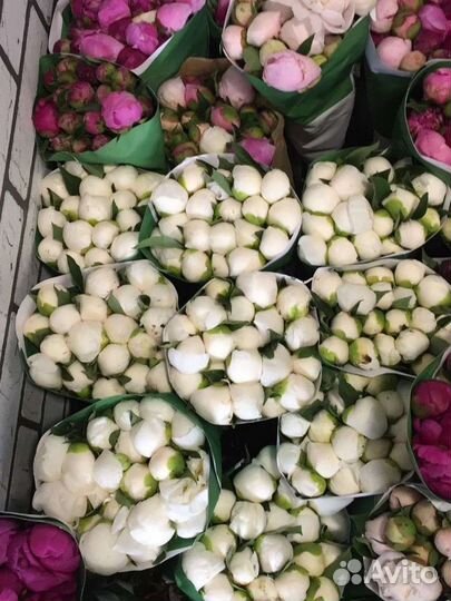 Пионы белые опт коробка доставка цветы