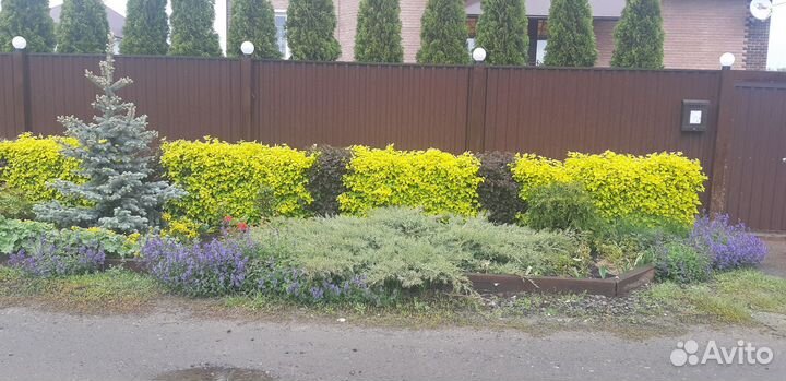 Пузыревлодник желтолистный