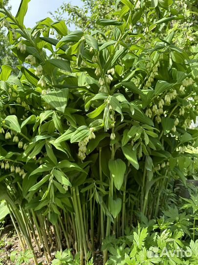 Растения для сада