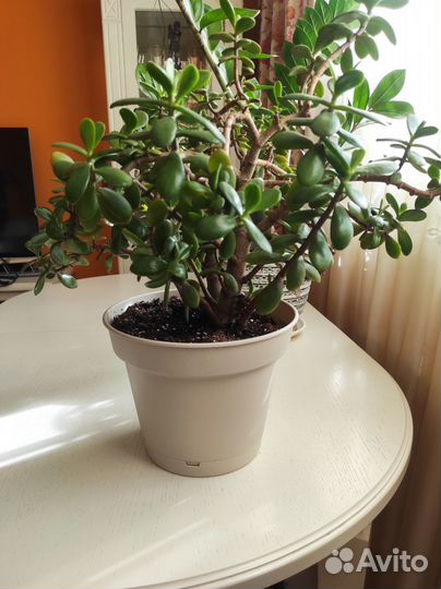 Толстянка, денежное дерево