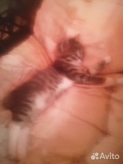 Котик в добрые руки