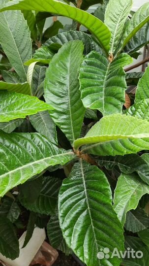 Мушмула японская и абхазская