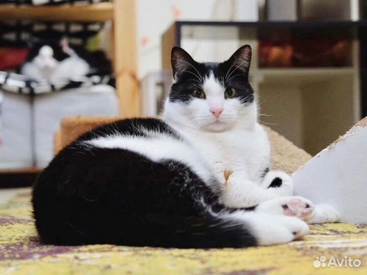 Кот в добрые руки