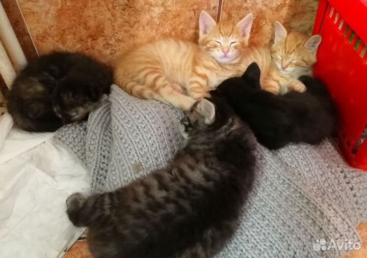 Котята в добрые руки