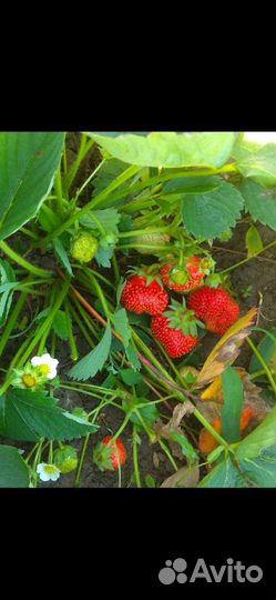 Клубника ремонтантная
